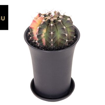 Gymnocalycium mihanovichii MIX