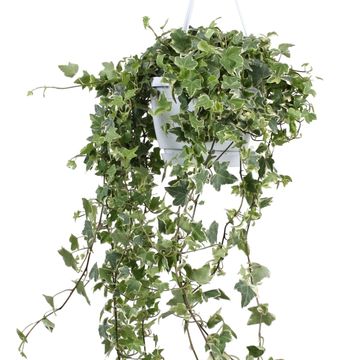 Hedera helix 'Eva'