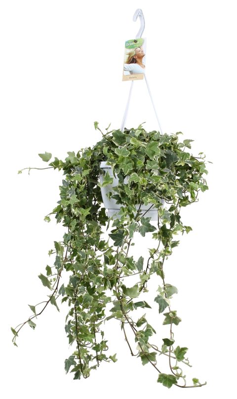 Hedera helix 'Eva' — Plant Wholesale FlorAccess