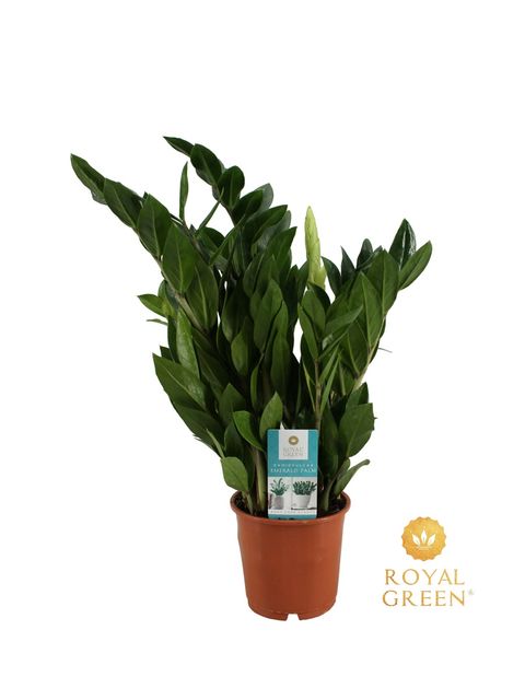 Zamioculcas zamiifolia