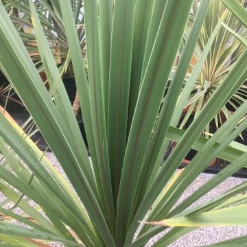 Cordyline australis 'Atlantic Green'