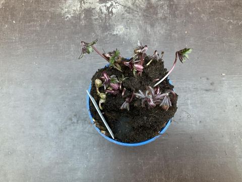 Anemone blanda 'Blue Shades'