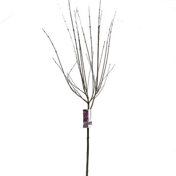Syringa BLOOMERANG DARK PURPLE