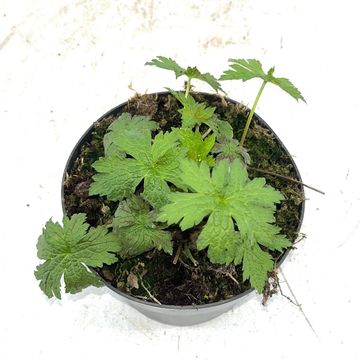 Geranium 'Red Admiral'