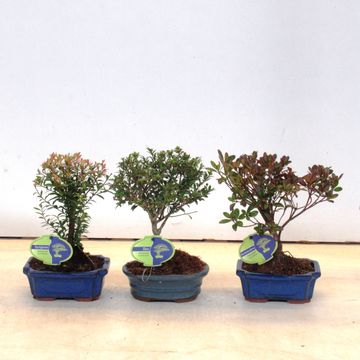 Bonsai MIX