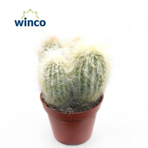 Espostoa lanata