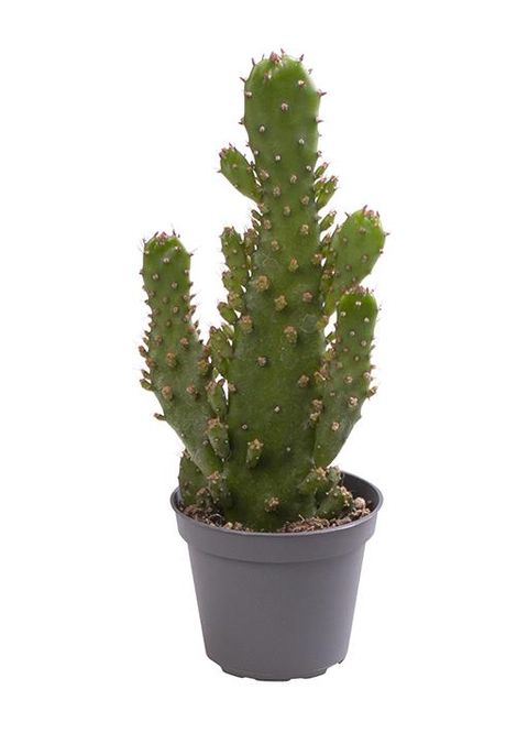 Opuntia monacantha