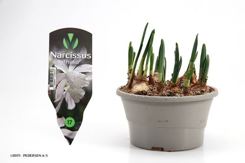 Narcissus 'Thalia'