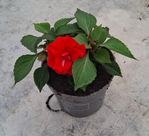 Impatiens GLIMMER DOUBLE BRIGHT RED