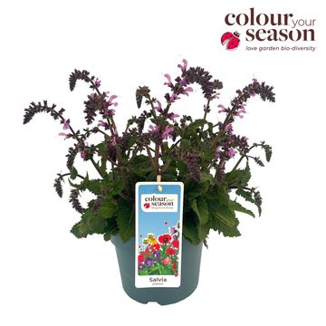 Salvia 'Pretty in Pink'