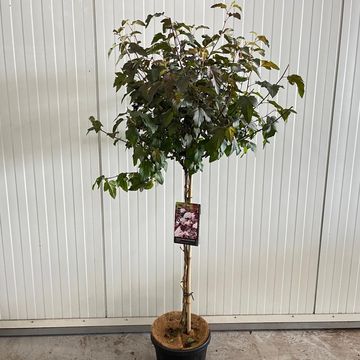 Physocarpus opulifolius LADY IN RED