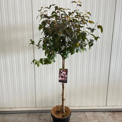 Physocarpus opulifolius LADY IN RED