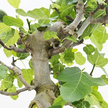 Ficus carica