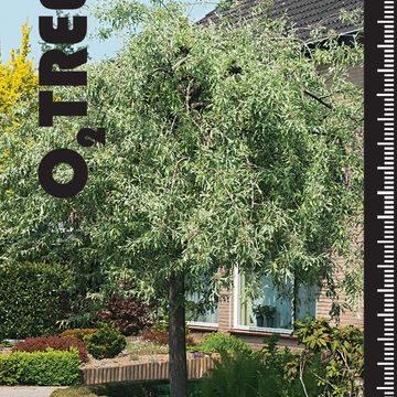 Pyrus salicifolia 'Pendula'