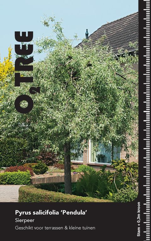 Pyrus salicifolia 'Pendula'