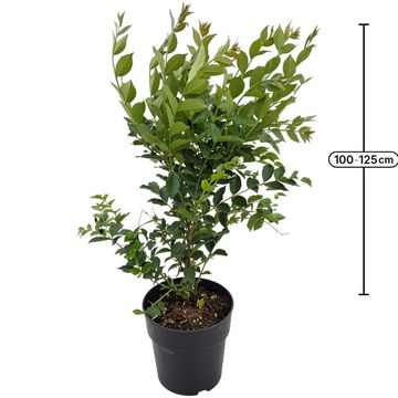 Lagerstroemia 'Natchez'