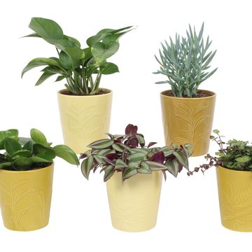 Plantas de interior MIX