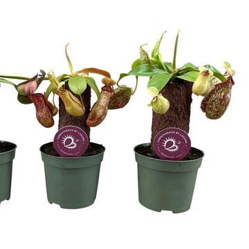 Nepenthes MIX