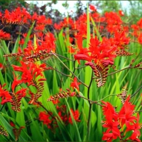 Crocosmia 'Люцифер'