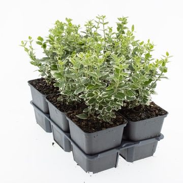Euonymus fortunei 'Emerald Gaiety'