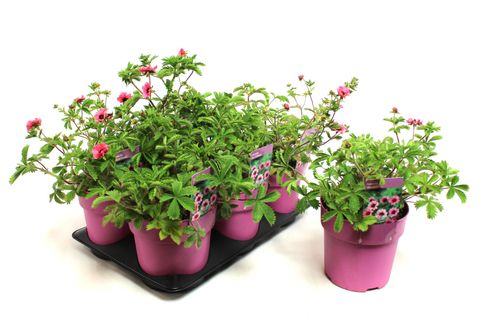 Potentilla nepalensis 'Miss Willmott'