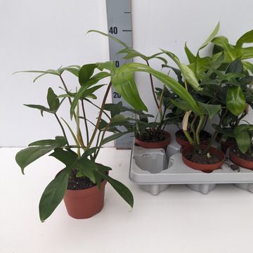 Philodendron FLORIDA GREEN