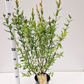 Ива integra 'Хакуро-нишики'