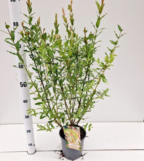 Ива integra 'Хакуро-нишики'