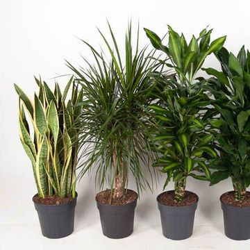 Rośliny doniczkowe﻿ MIX