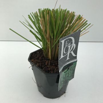 Deschampsia cespitosa 'Goldtau'