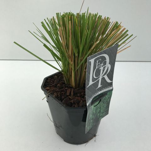 Deschampsia cespitosa 'Goldtau'