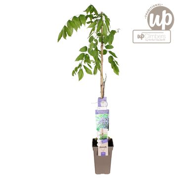 Wisteria floribunda 'Black Dragon'