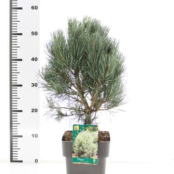 Pinus sylvestris 'Watereri'