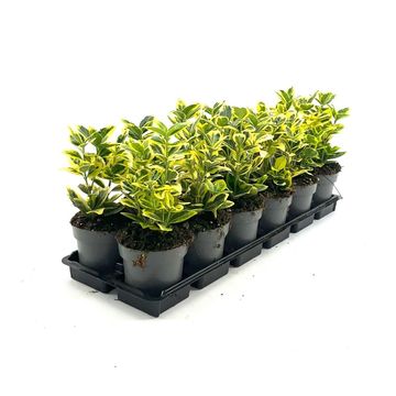 Euonymus japonicus MARIEKE