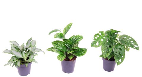 Houseplants MIX