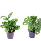 Plantas o interior MIX