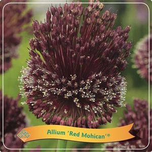 Allium MIX (Griffioen, Gebr.)