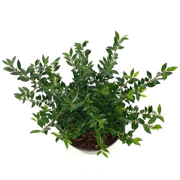 Ilex crenata 'Glory Gem'