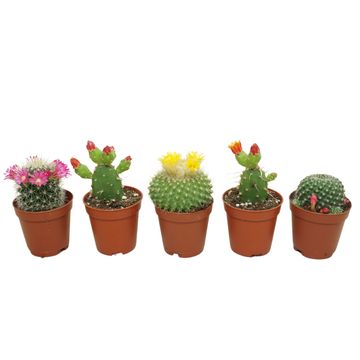 Cactus MIX
