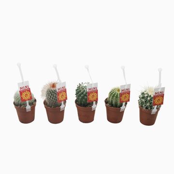 Cactus MIX