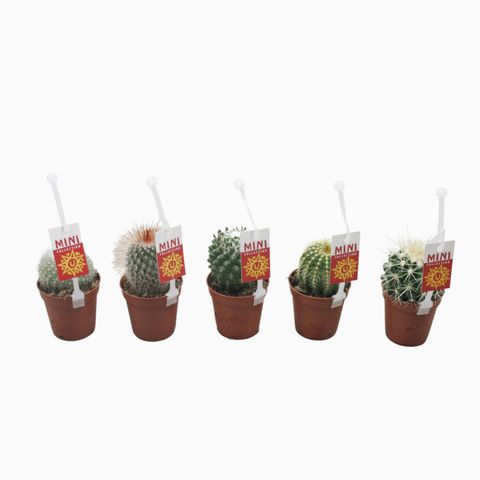 Cactos MIX