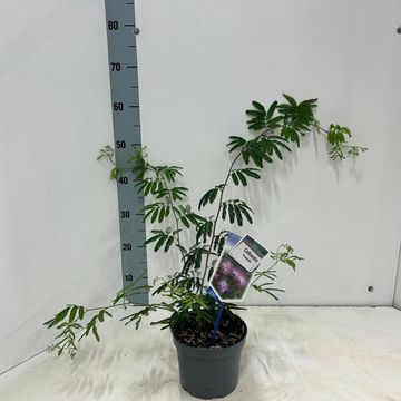 Calliandra surinamensis 'Tweedii'