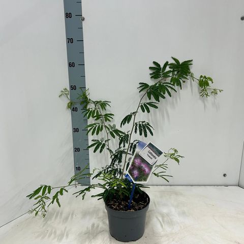 Calliandra surinamensis 'Tweedii'