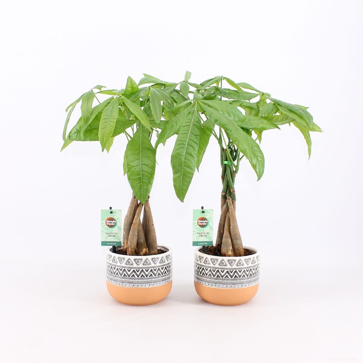 Pachira aquatica — Plant Wholesale FlorAccess