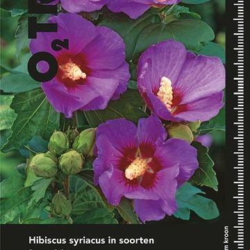 Hibiscus syriacus FLOWER TOWER RUBY