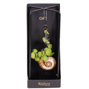 Dischidia nummularia