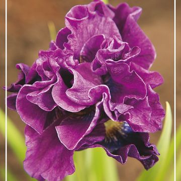 Iris 'Bundle of Joy'