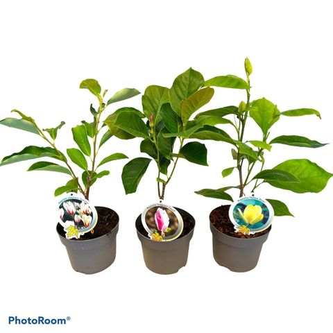 Magnolia MIX
