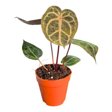 Anthurium DocBlock Anthurium Home, Sweet Home® '32' X Dark & Handsome® '9'
