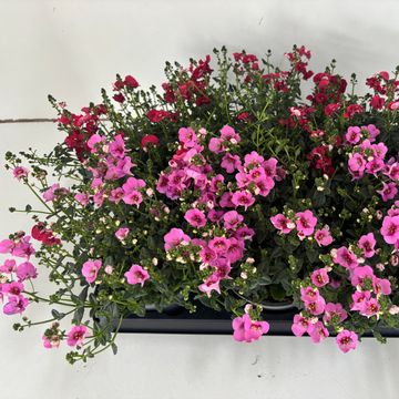 Diascia MIX